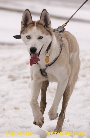 Hustopece 06 - 063a.jpg